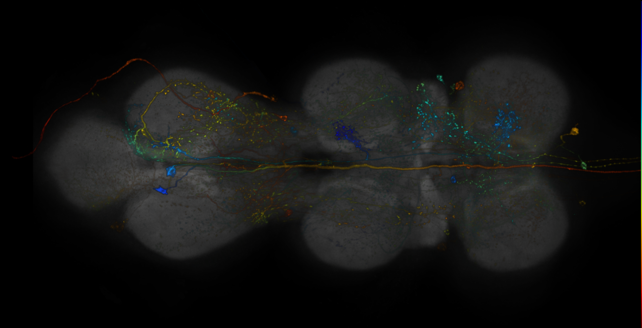 JRC_R15E06-GAL4_MCFO_VNC_20181127_62_D1_40x