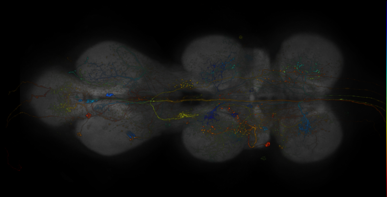 JRC_R15E06-GAL4_MCFO_VNC_20181127_62_D3_40x