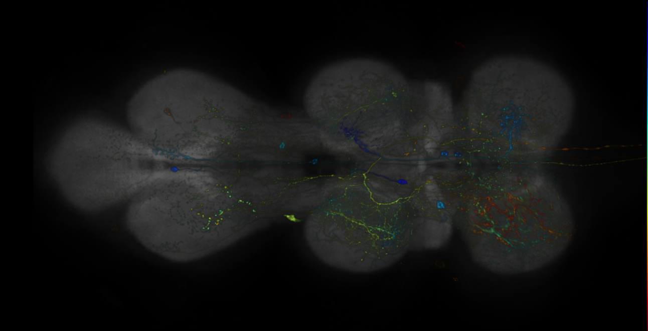 JRC_R15E06-GAL4_MCFO_VNC_20181127_62_D4_40x