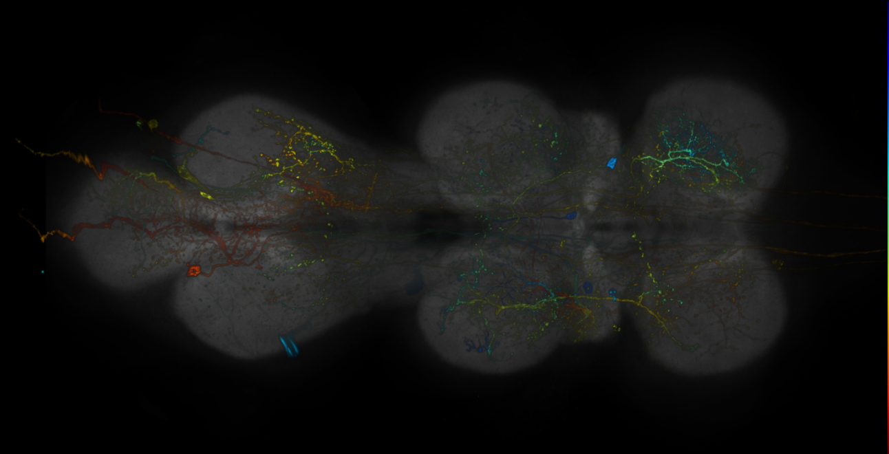JRC_R15E06-GAL4_MCFO_VNC_20181127_62_D5_40x