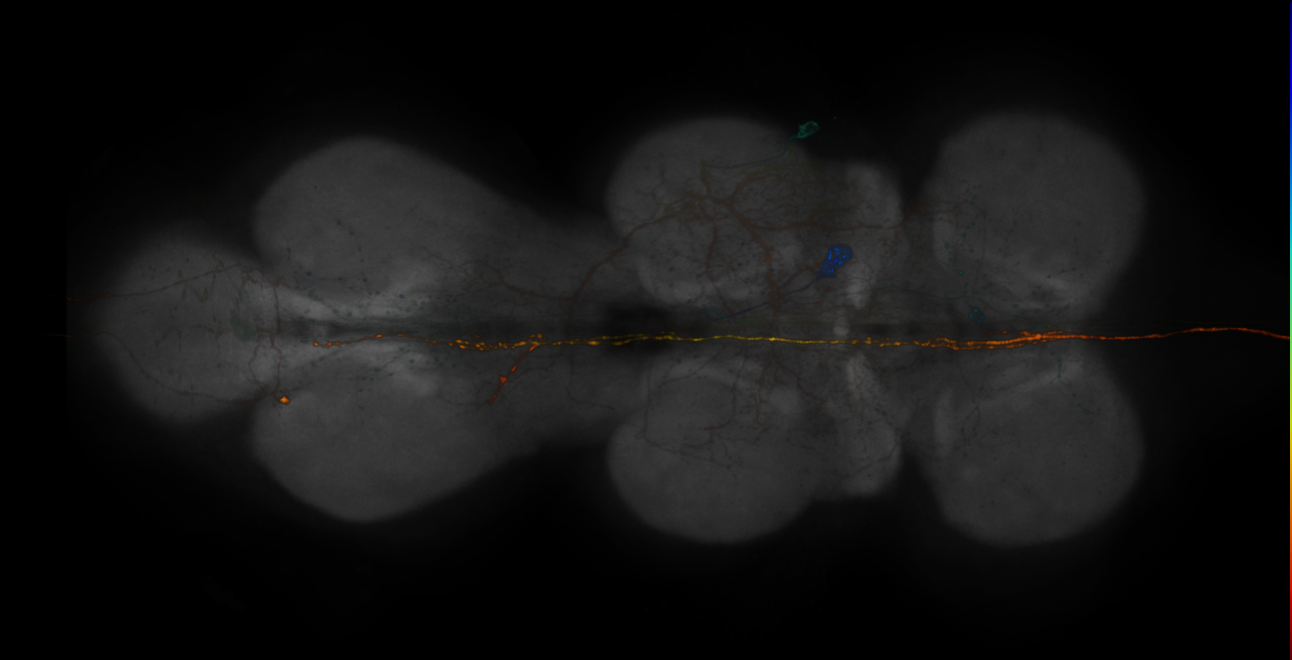 JRC_R15F08-GAL4_MCFO_VNC_20181127_62_H1_40x