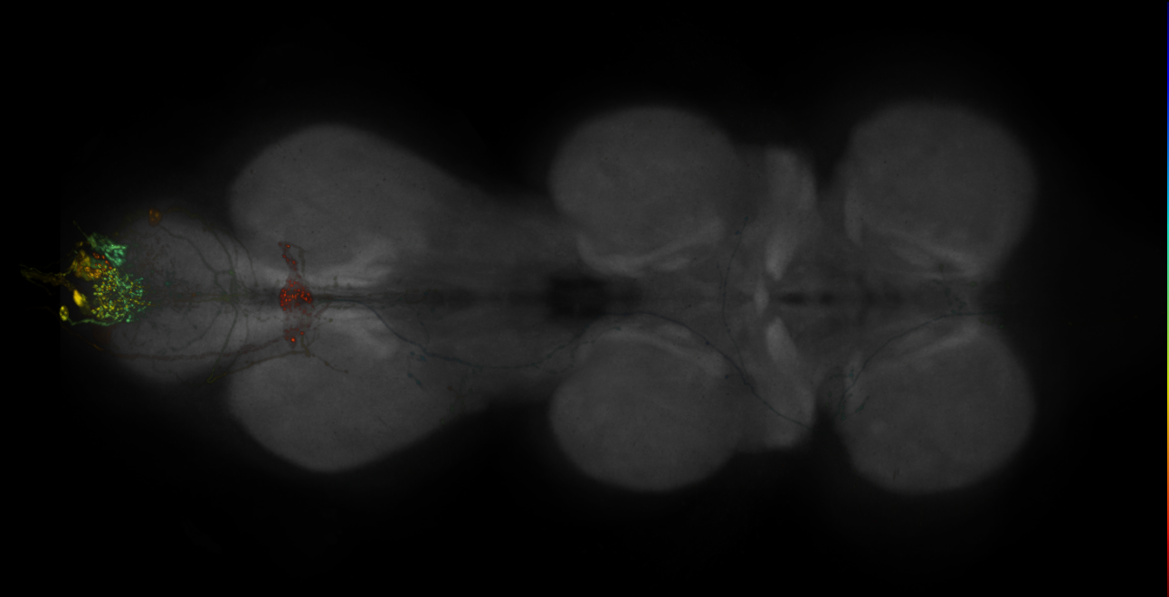 JRC_R16C05-GAL4_MCFO_VNC_20181127_62_I4_40x