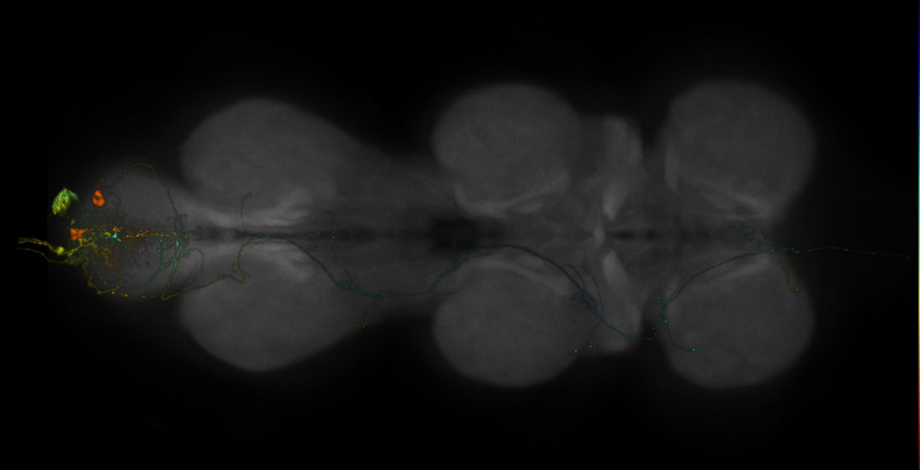 JRC_R16C05-GAL4_MCFO_VNC_20181127_62_I5_40x