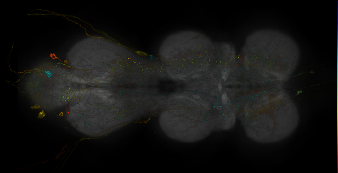 JRC_R16F12-GAL4_MCFO_VNC_20181127_64_D6_40x