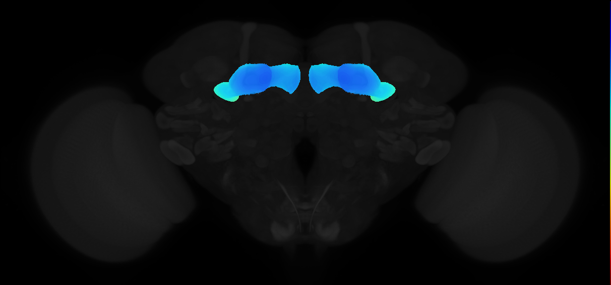 mushroom body neuropil subdivision