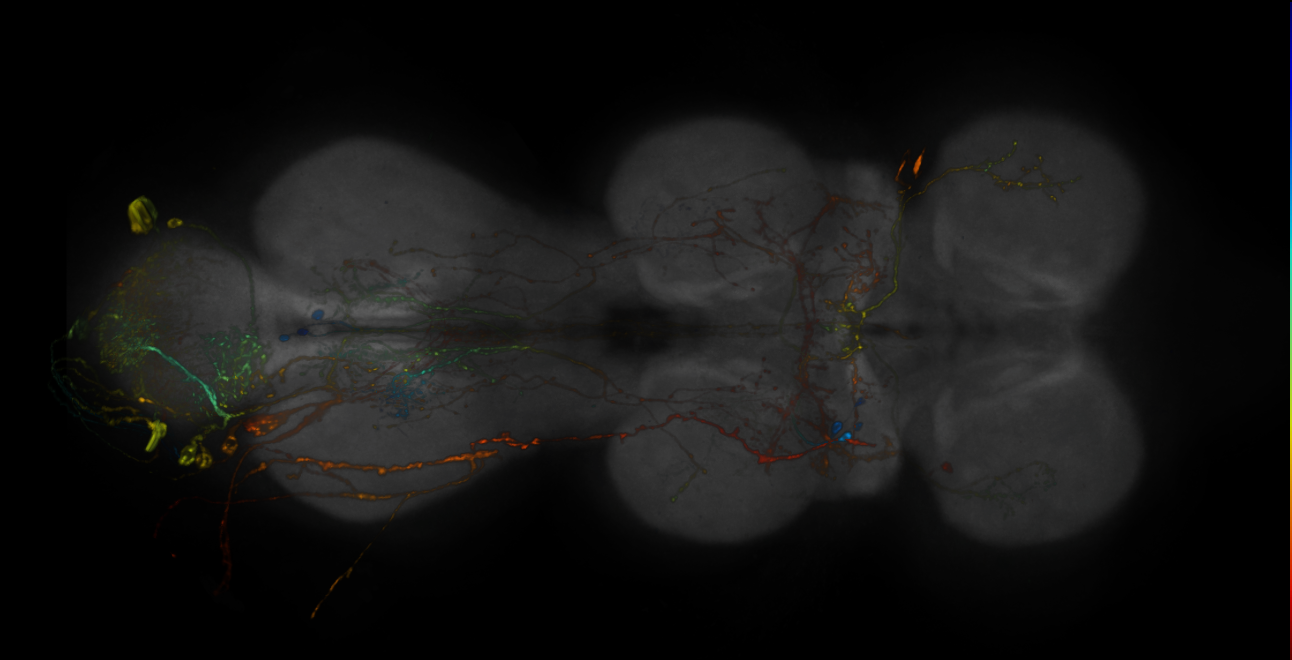 JRC_R17B08-GAL4_MCFO_VNC_20181127_65_C5_40x