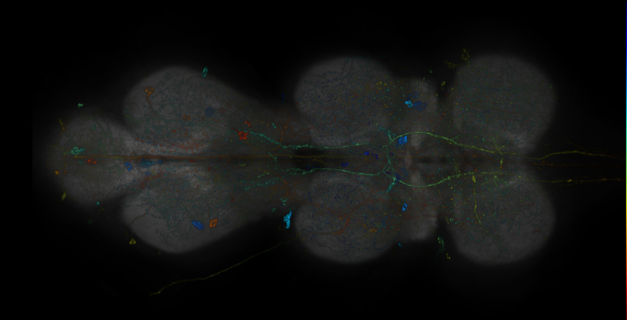 JRC_R17C11-GAL4_MCFO_VNC_20181127_65_G4_40x