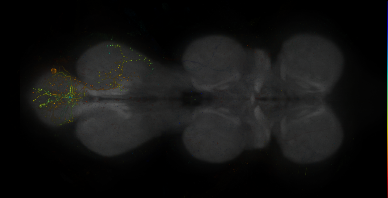 JRC_R18A03-GAL4_MCFO_VNC_20181204_61_G1_40x