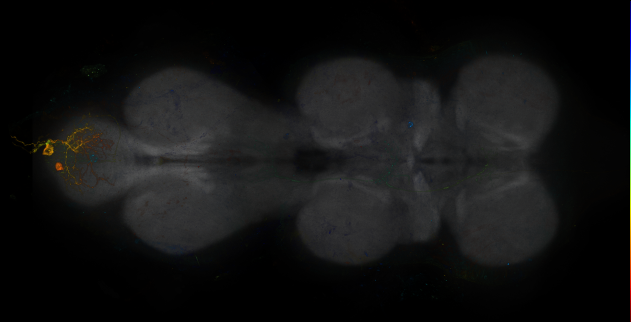 JRC_R18E07-GAL4_MCFO_VNC_20181204_62_H6_40x