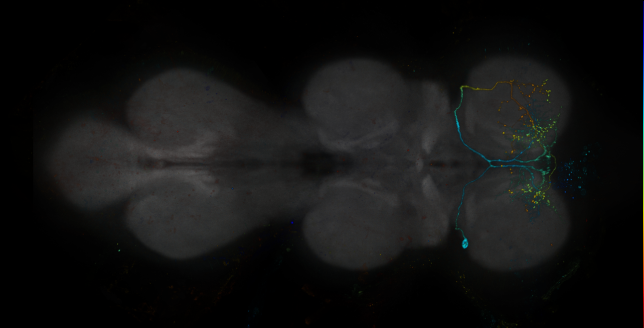 JRC_R19A06-GAL4_MCFO_VNC_20181204_63_G4_40x