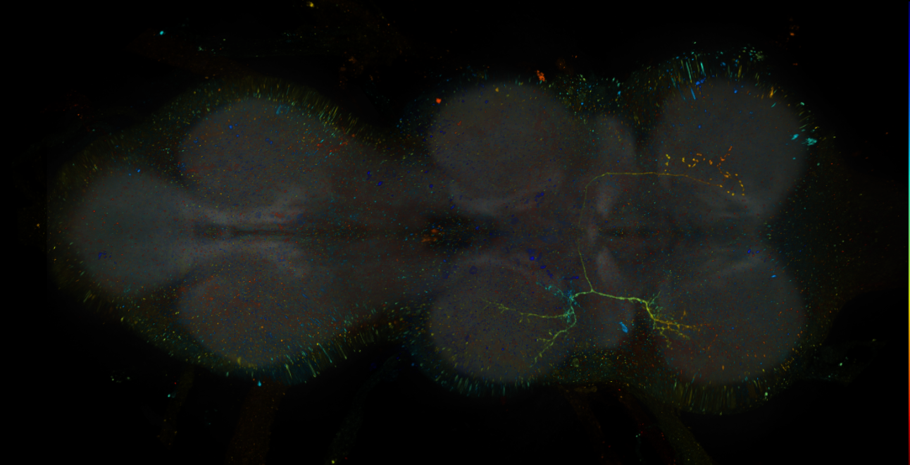 JRC_R19C06-GAL4_MCFO_VNC_20181204_63_I1_40x