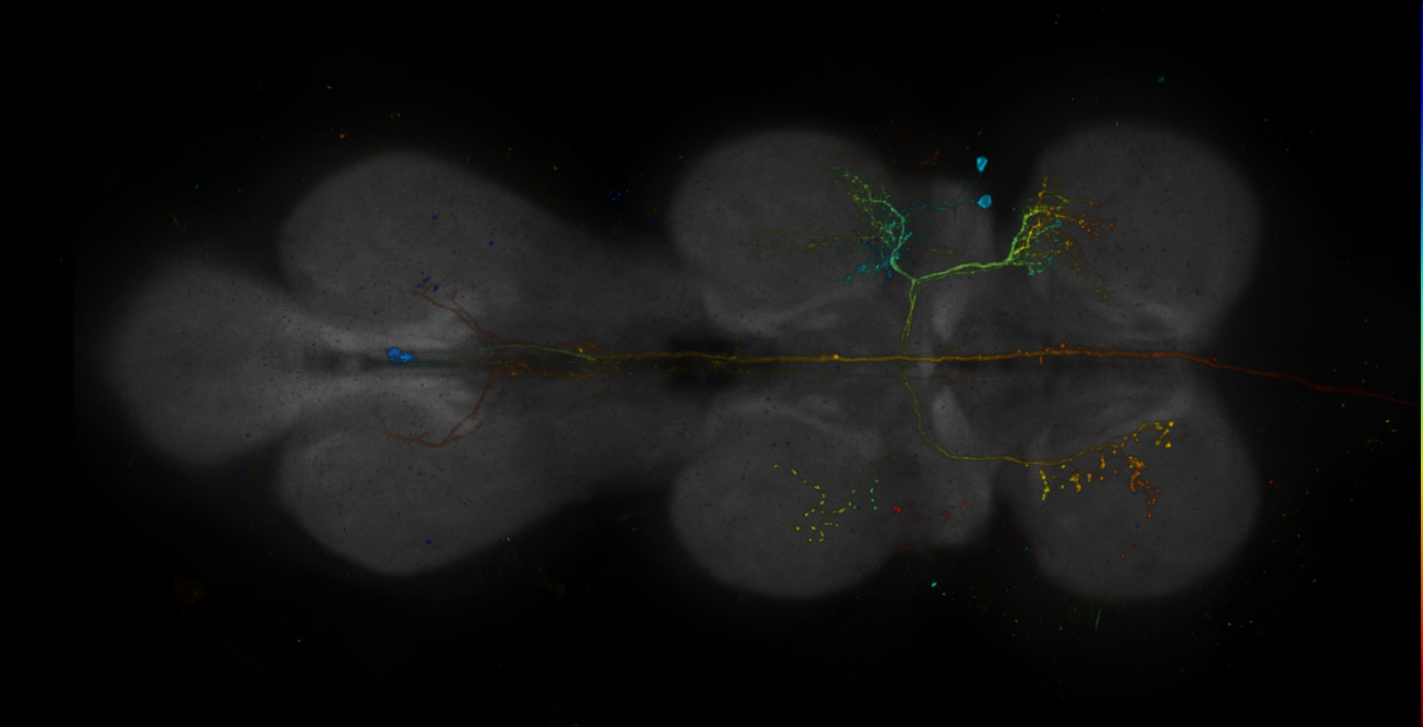 JRC_R19C06-GAL4_MCFO_VNC_20181204_63_I2_40x