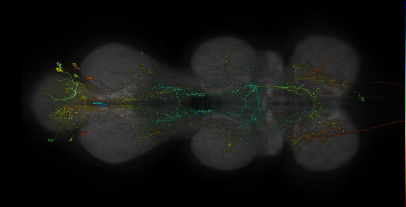 JRC_R19C07-GAL4_MCFO_VNC_20181204_63_J2_40x