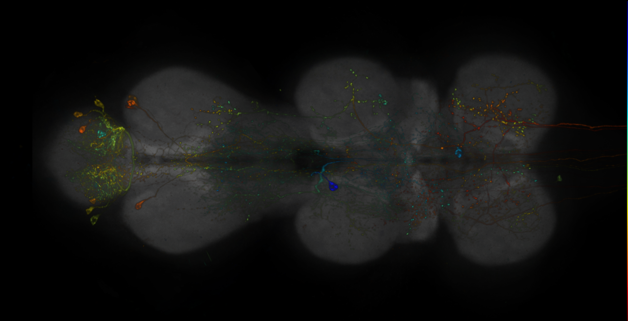 JRC_R19C07-GAL4_MCFO_VNC_20181204_63_J3_40x