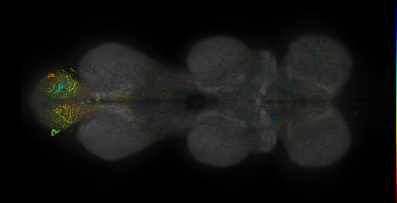 JRC_R19C07-GAL4_MCFO_VNC_20181204_63_J4_40x