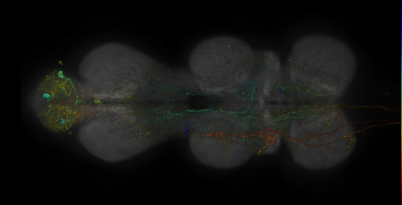 JRC_R19C07-GAL4_MCFO_VNC_20181204_63_J5_40x