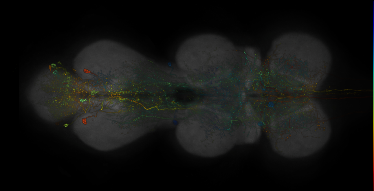 JRC_R19C07-GAL4_MCFO_VNC_20181204_63_J6_40x