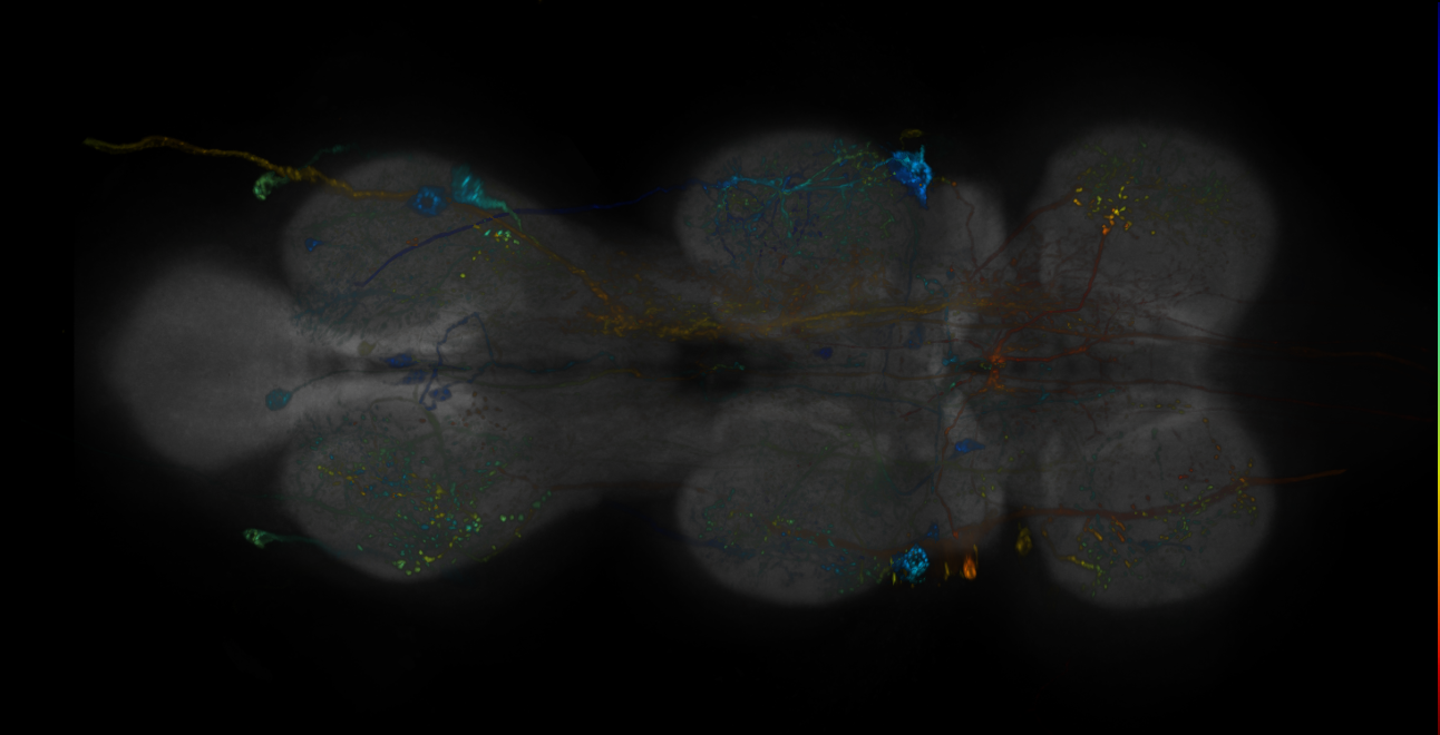 JRC_R19C08-GAL4_MCFO_VNC_20181207_61_A3_40x