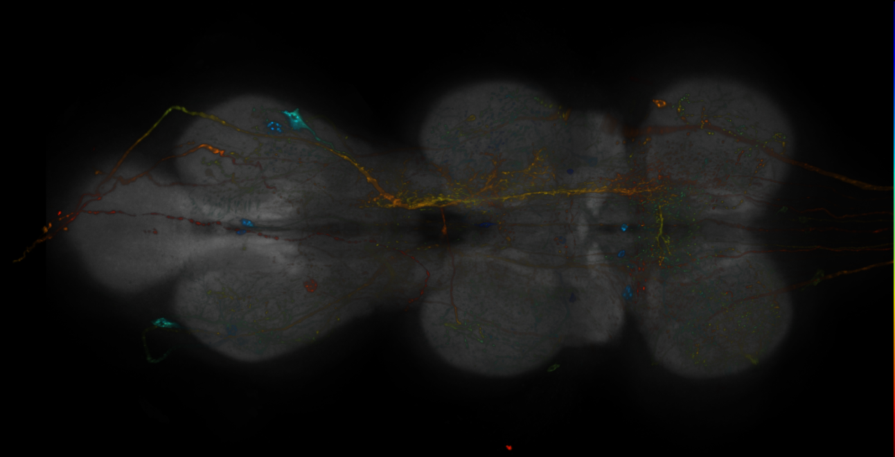 JRC_R19C08-GAL4_MCFO_VNC_20181207_61_A4_40x