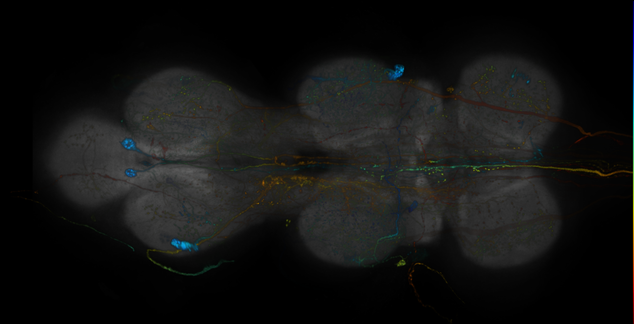 JRC_R19C08-GAL4_MCFO_VNC_20181207_61_A6_40x