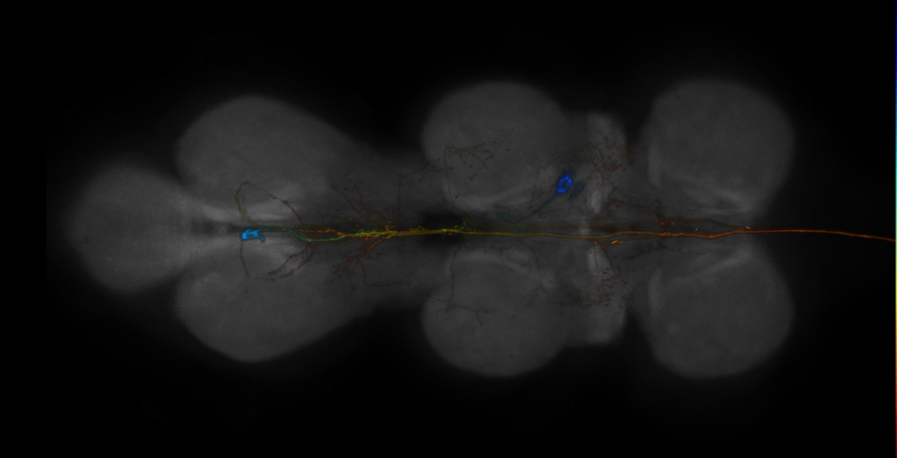 JRC_R19E06-GAL4_MCFO_VNC_20181207_61_B1_40x