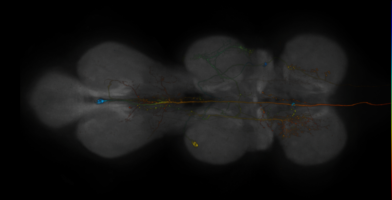 JRC_R19E06-GAL4_MCFO_VNC_20181207_61_B2_40x