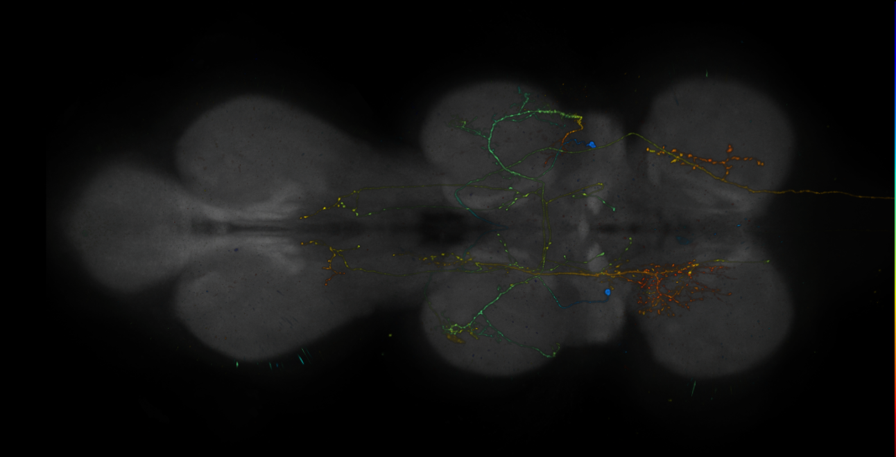 JRC_R19E06-GAL4_MCFO_VNC_20181207_61_B3_40x