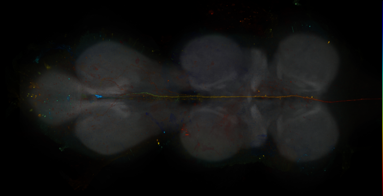 JRC_R19F05-GAL4_MCFO_VNC_20181207_61_D5_40x
