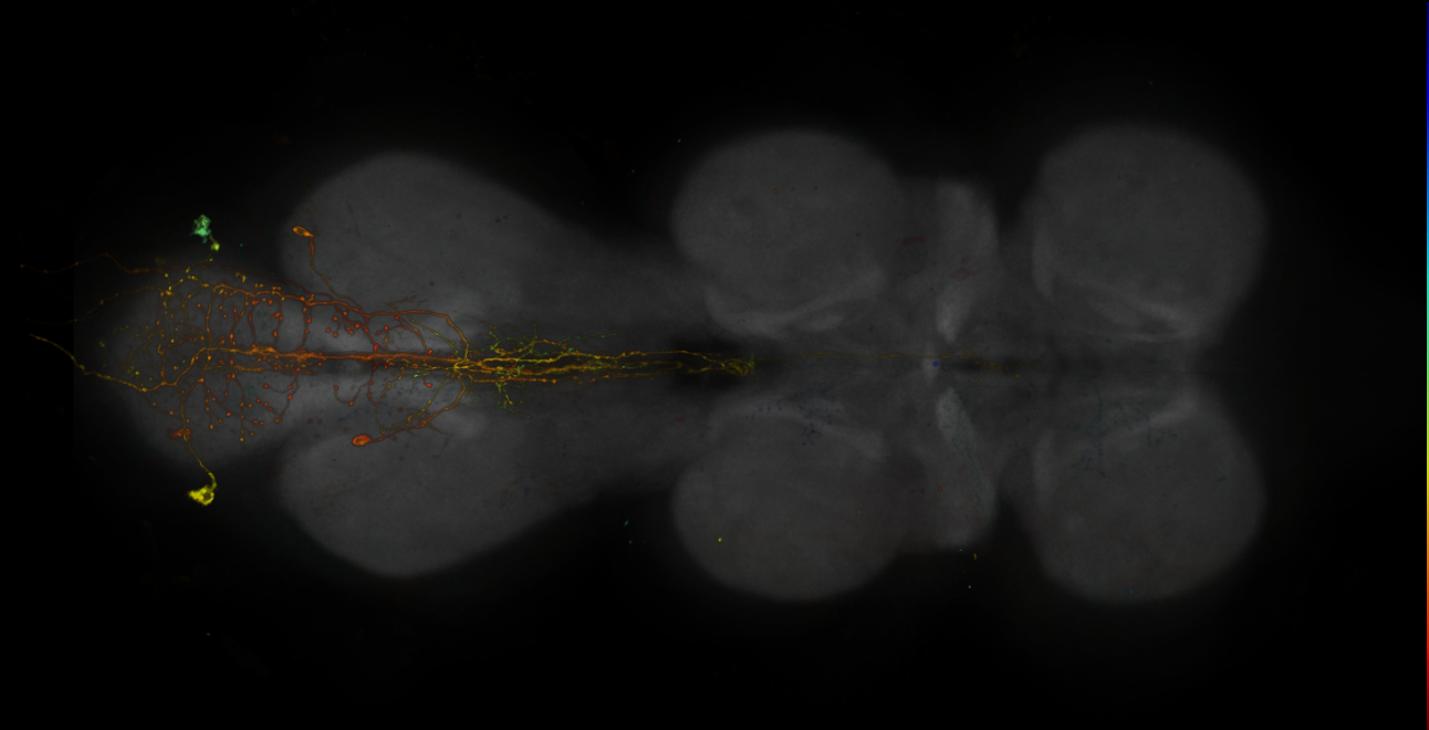 JRC_R20B12-GAL4_MCFO_VNC_20181207_62_B1_40x