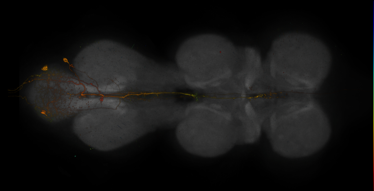 JRC_R20B12-GAL4_MCFO_VNC_20181207_62_B3_40x