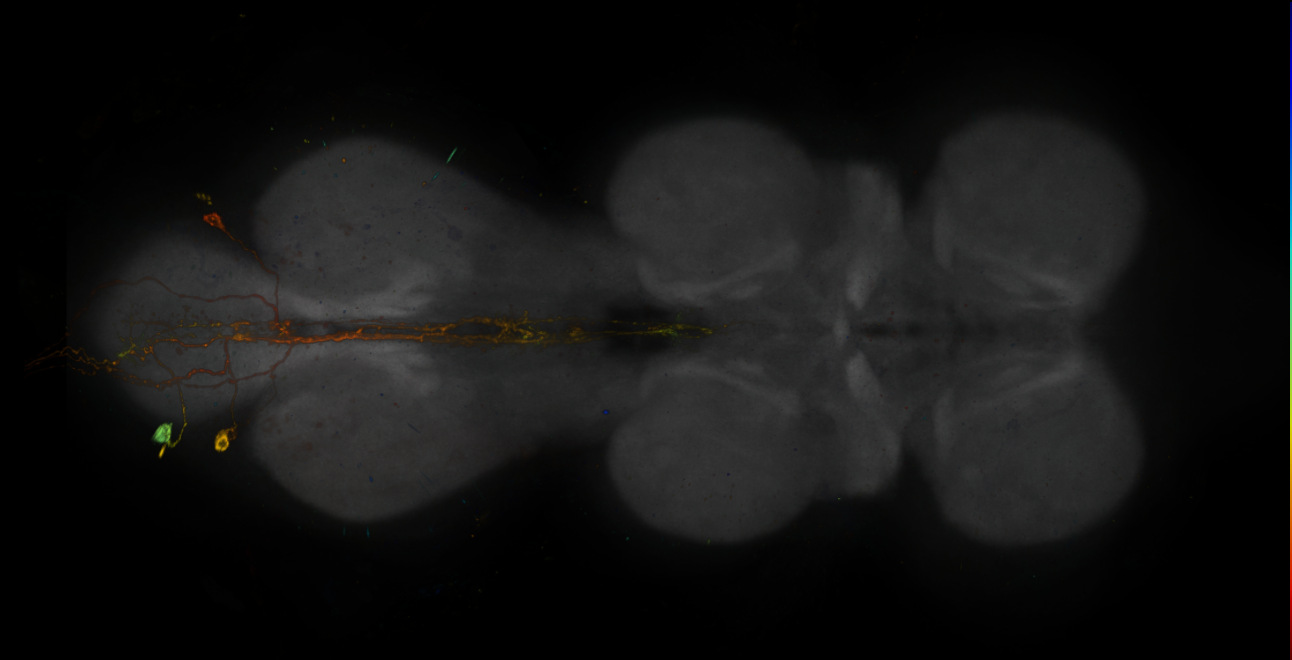 JRC_R20B12-GAL4_MCFO_VNC_20181207_62_B4_40x