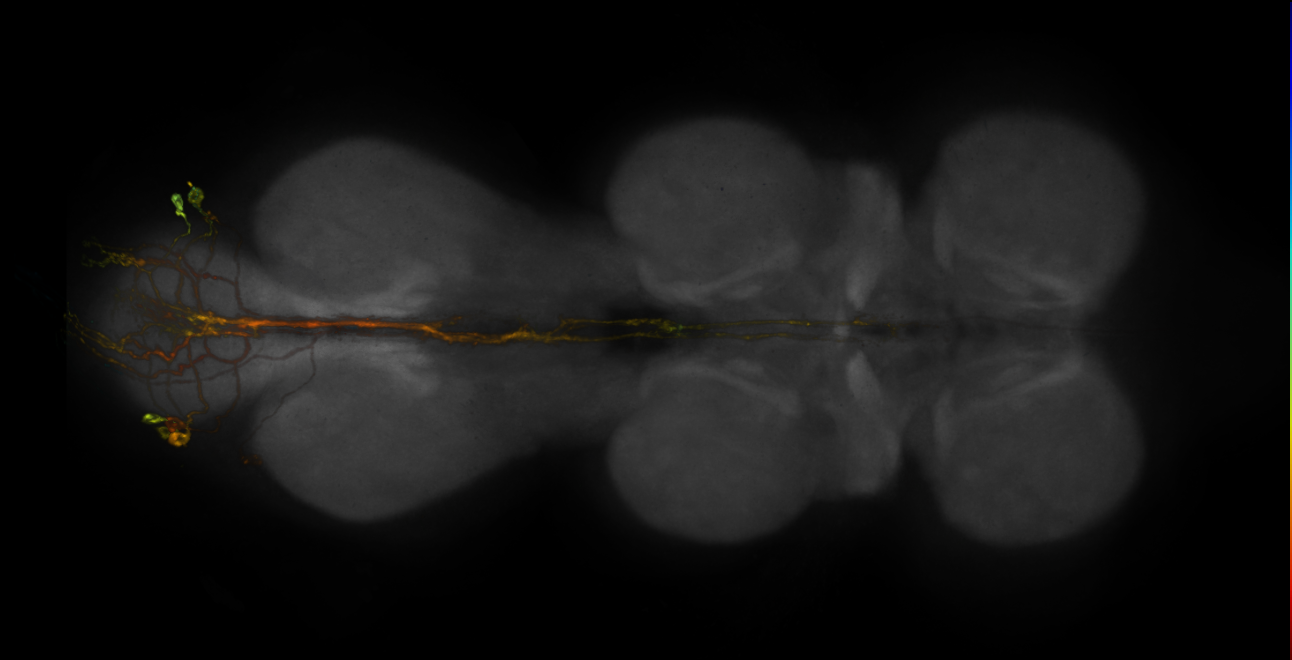 JRC_R20B12-GAL4_MCFO_VNC_20181207_62_B6_40x