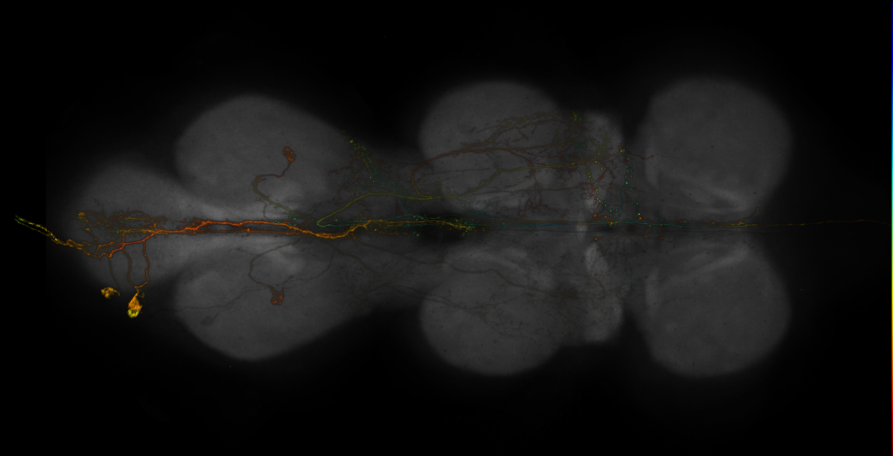 JRC_R20B12-GAL4_MCFO_VNC_20181207_62_C1_40x