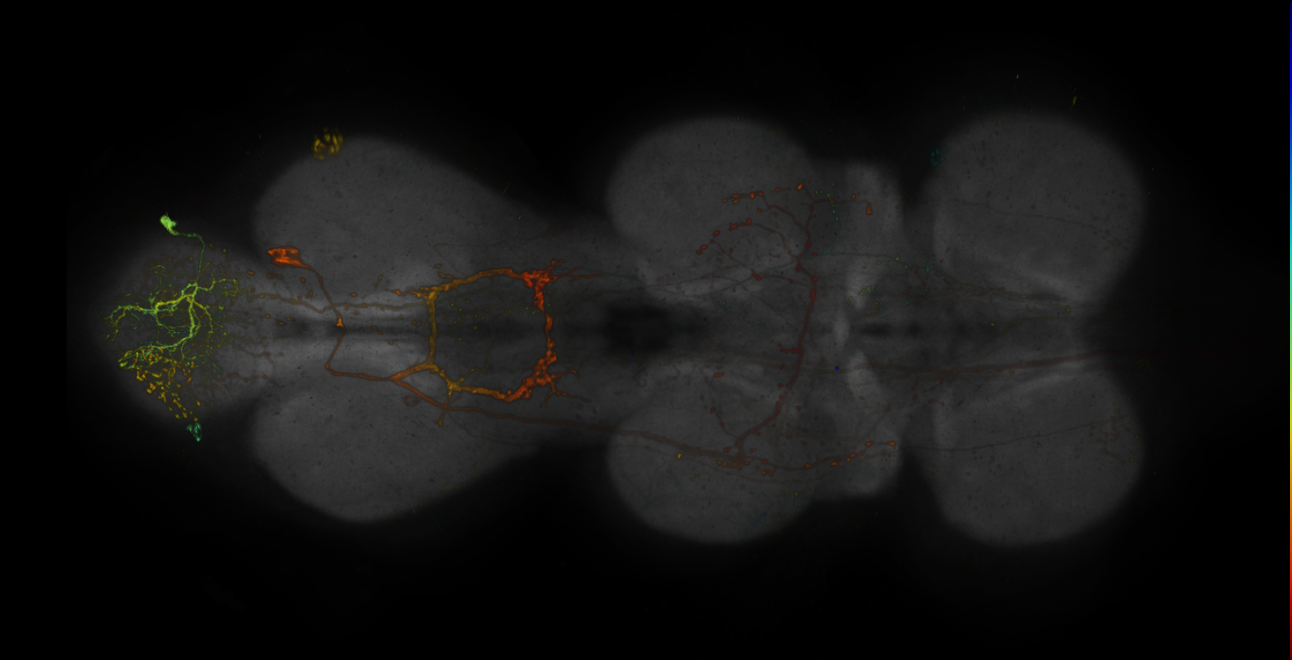 JRC_R20C05-GAL4_MCFO_VNC_20181207_62_D1_40x