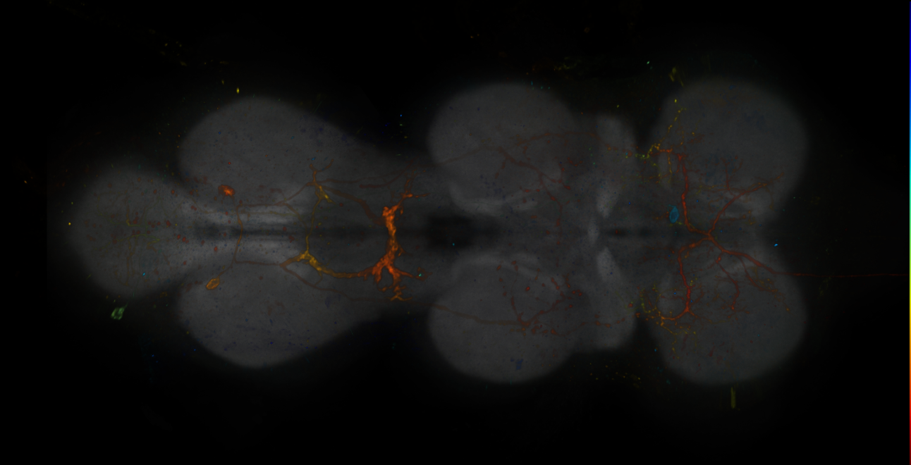 JRC_R20C05-GAL4_MCFO_VNC_20181207_62_D4_40x