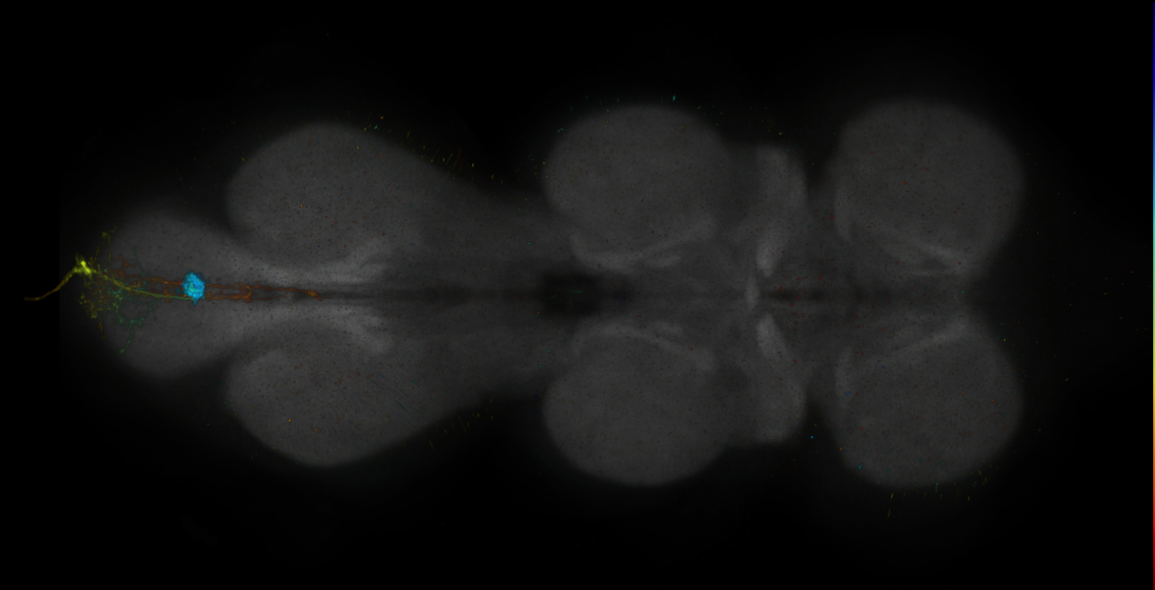 JRC_R11C01-GAL4_MCFO_VNC_20181221_63_C5_40x