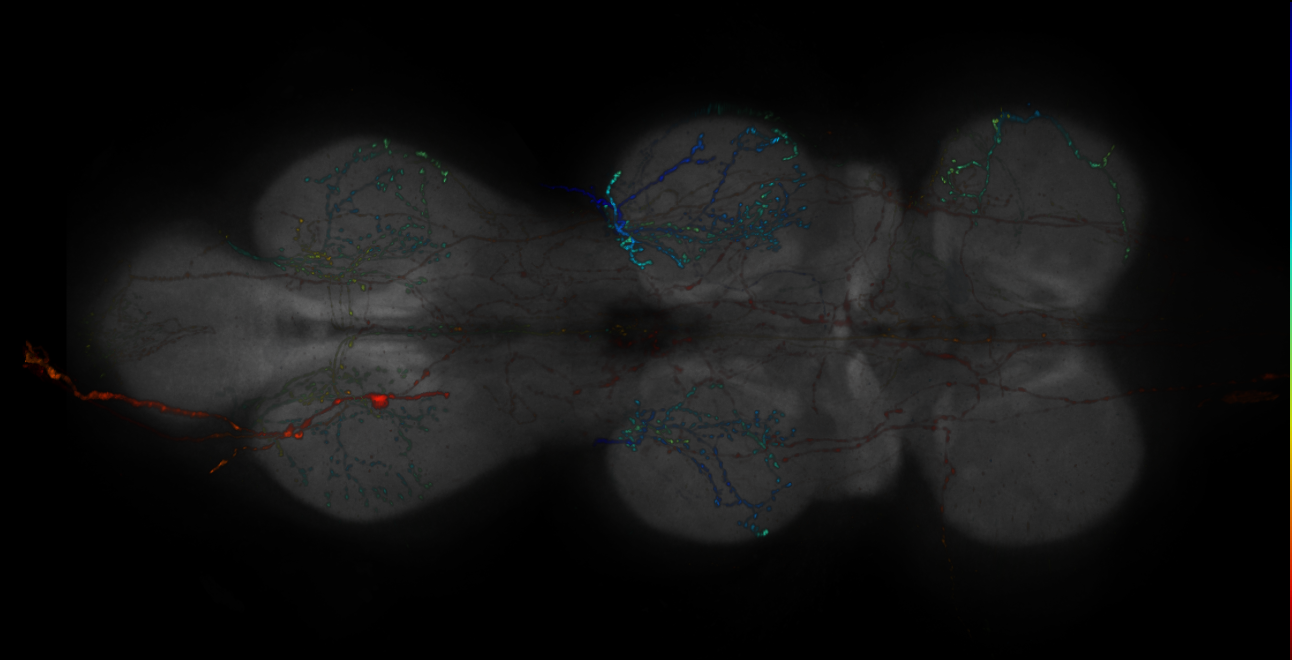 JRC_R14F05-GAL4_MCFO_VNC_20181221_63_G2_40x
