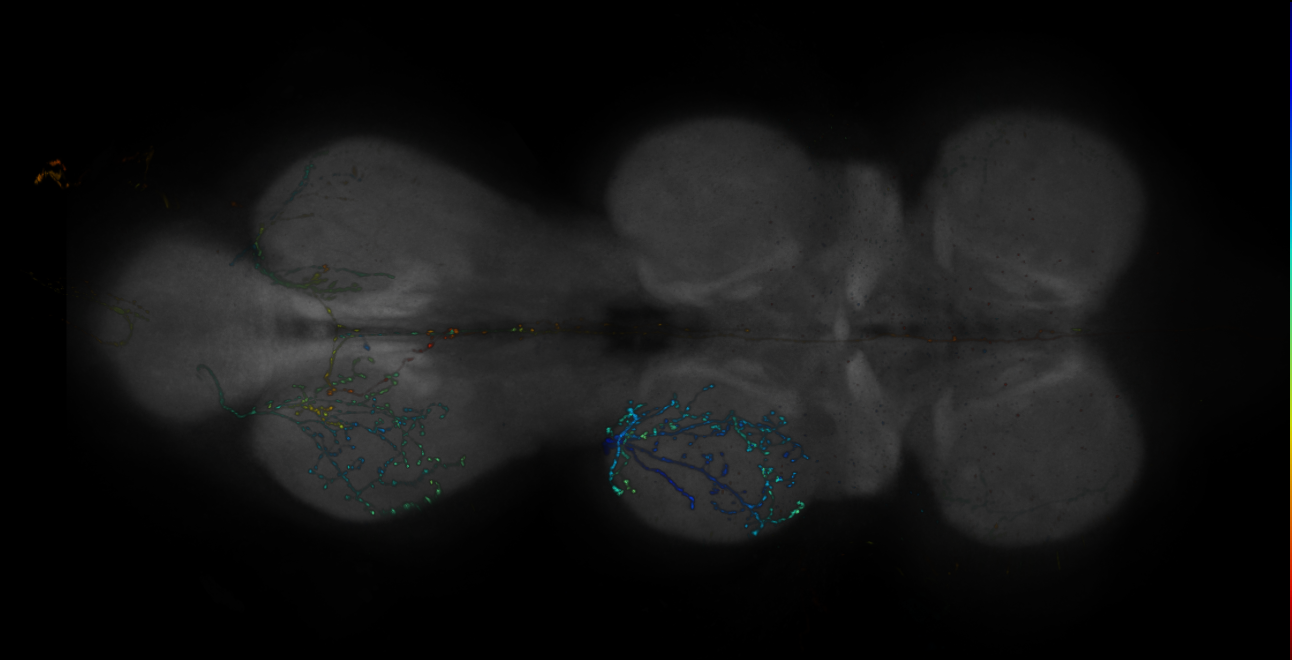 JRC_R14F05-GAL4_MCFO_VNC_20181221_63_G4_40x