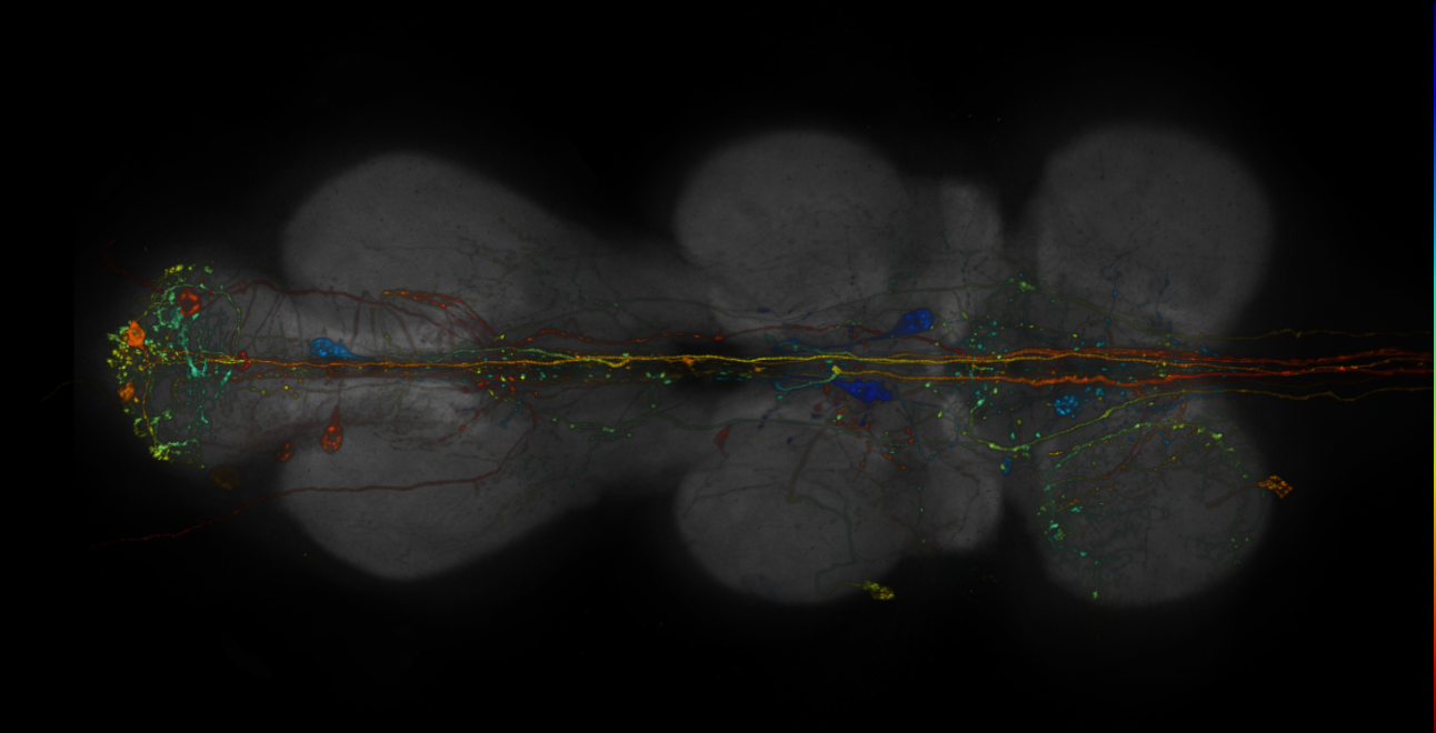 JRC_R14H09-GAL4_MCFO_VNC_20181221_63_I2_40x