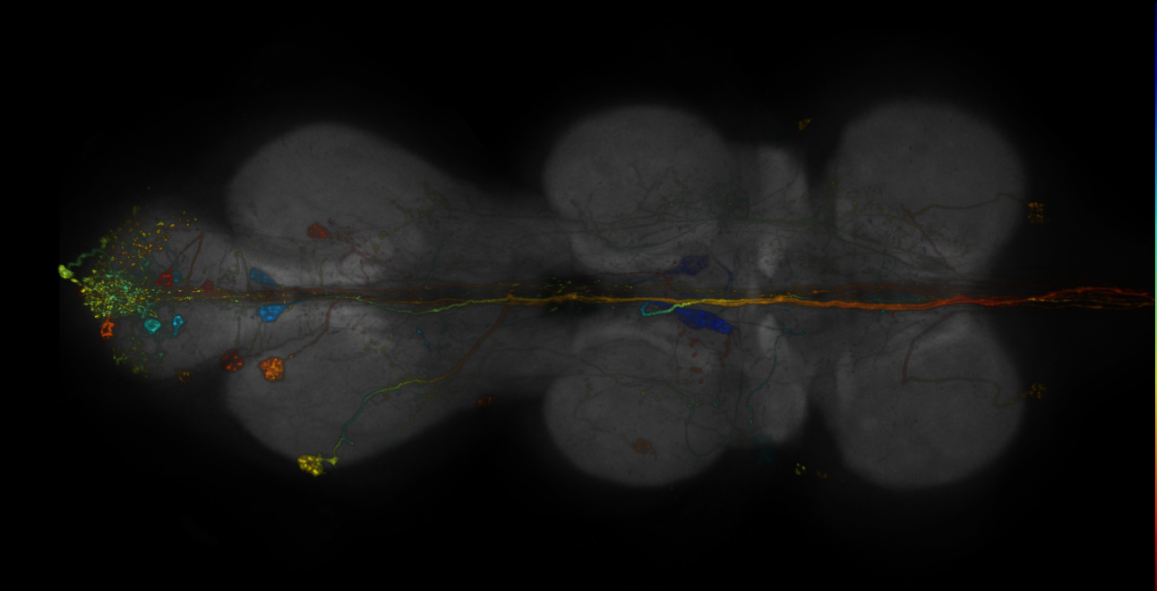 JRC_R14H09-GAL4_MCFO_VNC_20181221_63_I4_40x