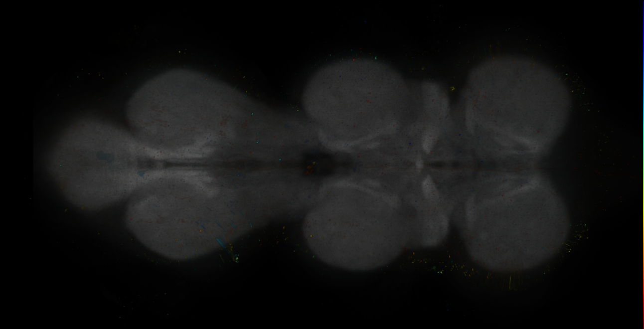 JRC_R15G09-GAL4_MCFO_VNC_20181221_64_C5_40x