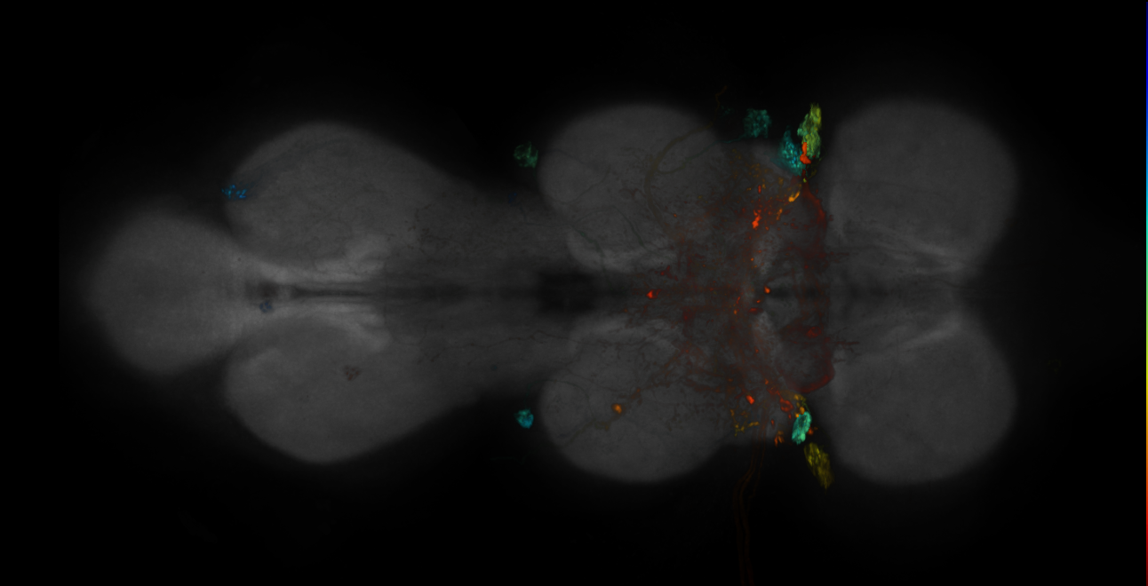 JRC_R20C03-GAL4_MCFO_VNC_20181221_64_I1_40x