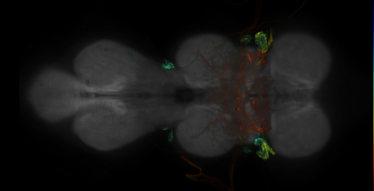 JRC_R20C03-GAL4_MCFO_VNC_20181221_64_I2_40x