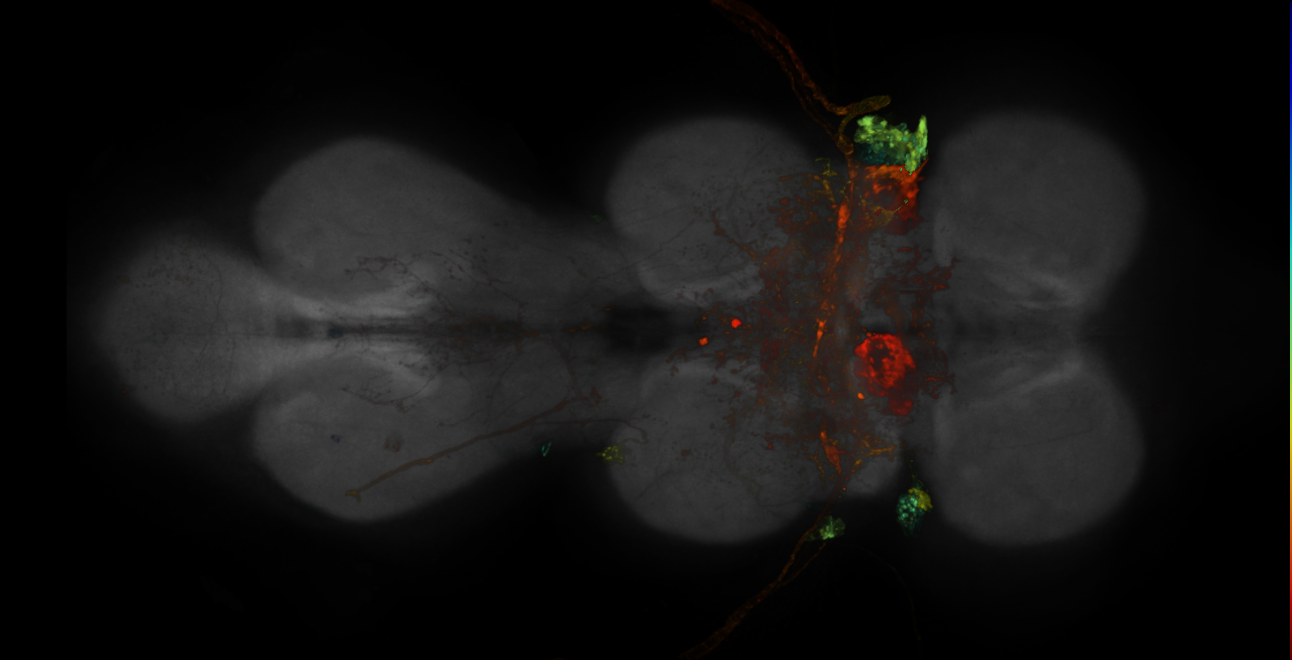 JRC_R20C03-GAL4_MCFO_VNC_20181221_64_I4_40x