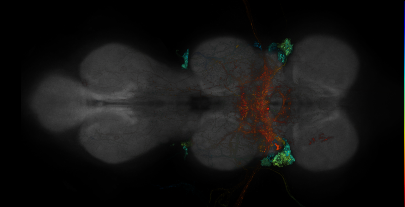 JRC_R20C03-GAL4_MCFO_VNC_20181221_64_I5_40x