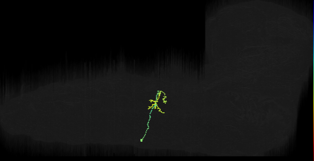 larval A02g neuron