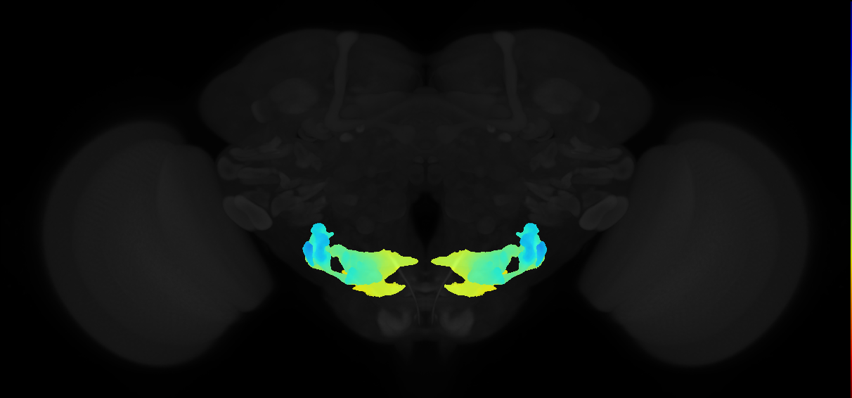AMMC on JRC2018Unisex adult brain