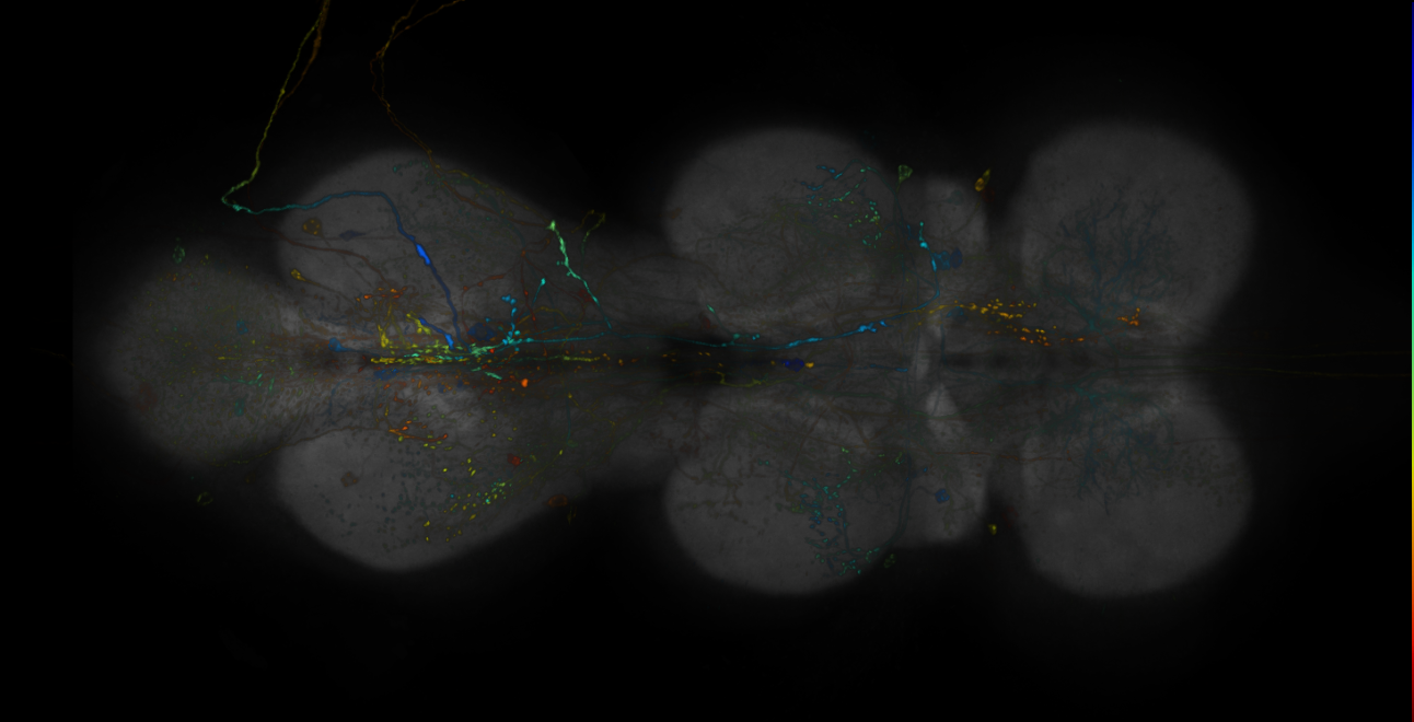 JRC_R19H11-GAL4_MCFO_VNC_20190115_62_F1_40x