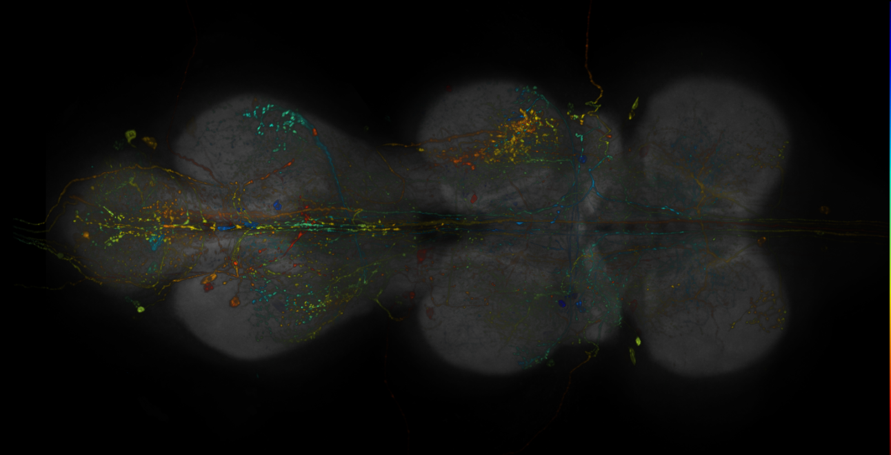 JRC_R19H11-GAL4_MCFO_VNC_20190115_62_F6_40x
