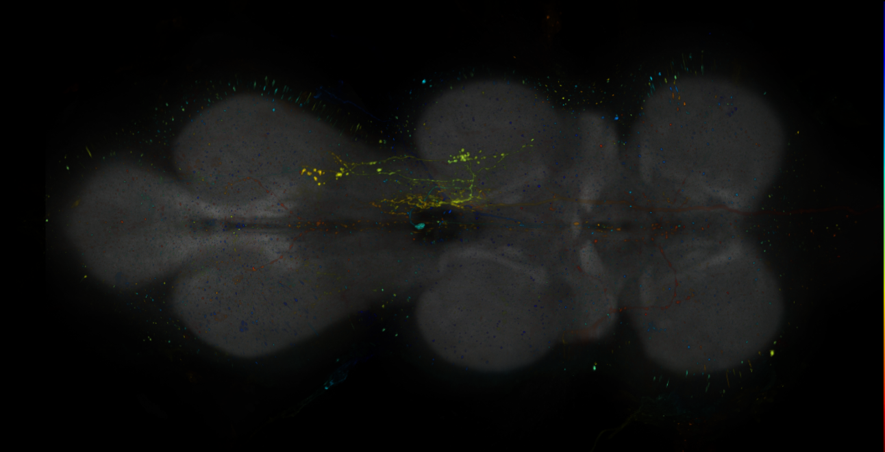 JRC_R20B05-GAL4_MCFO_VNC_20190115_62_G2_40x